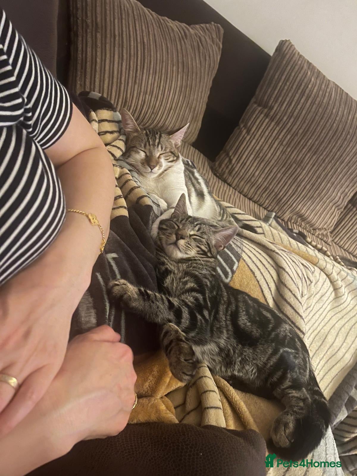 American Shorthair cats Loving cats - Advert 2