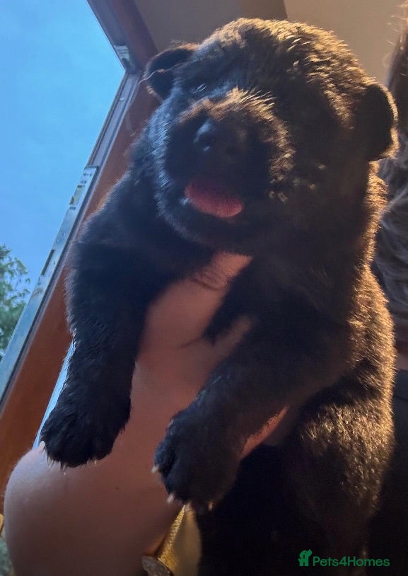 German Shepherd dogs KC German Shepherd puppies- Long established line - Advert 2