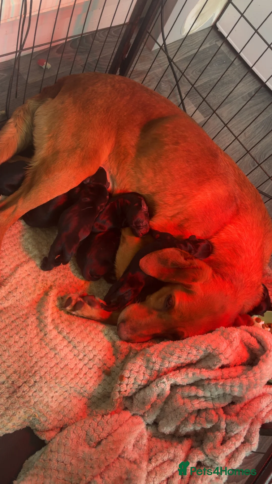 Springador dogs for sale: Adorable Black Springador Puppies - Advert 1