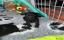 Mixed Breed dogs for sale: French yorkie (frorkie) puppies  - Image 20