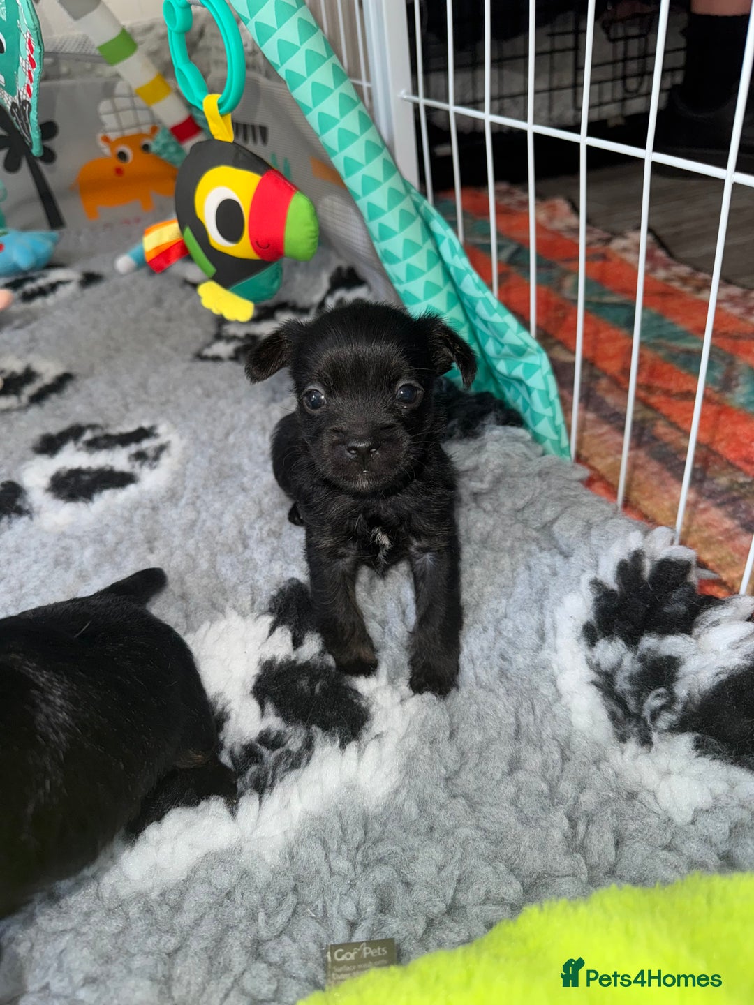 Mixed Breed dogs for sale: French yorkie (frorkie) puppies  - Image 20