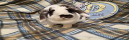 Mini Lion Lop rabbits for sale: Mini lop bunny - Advert 4