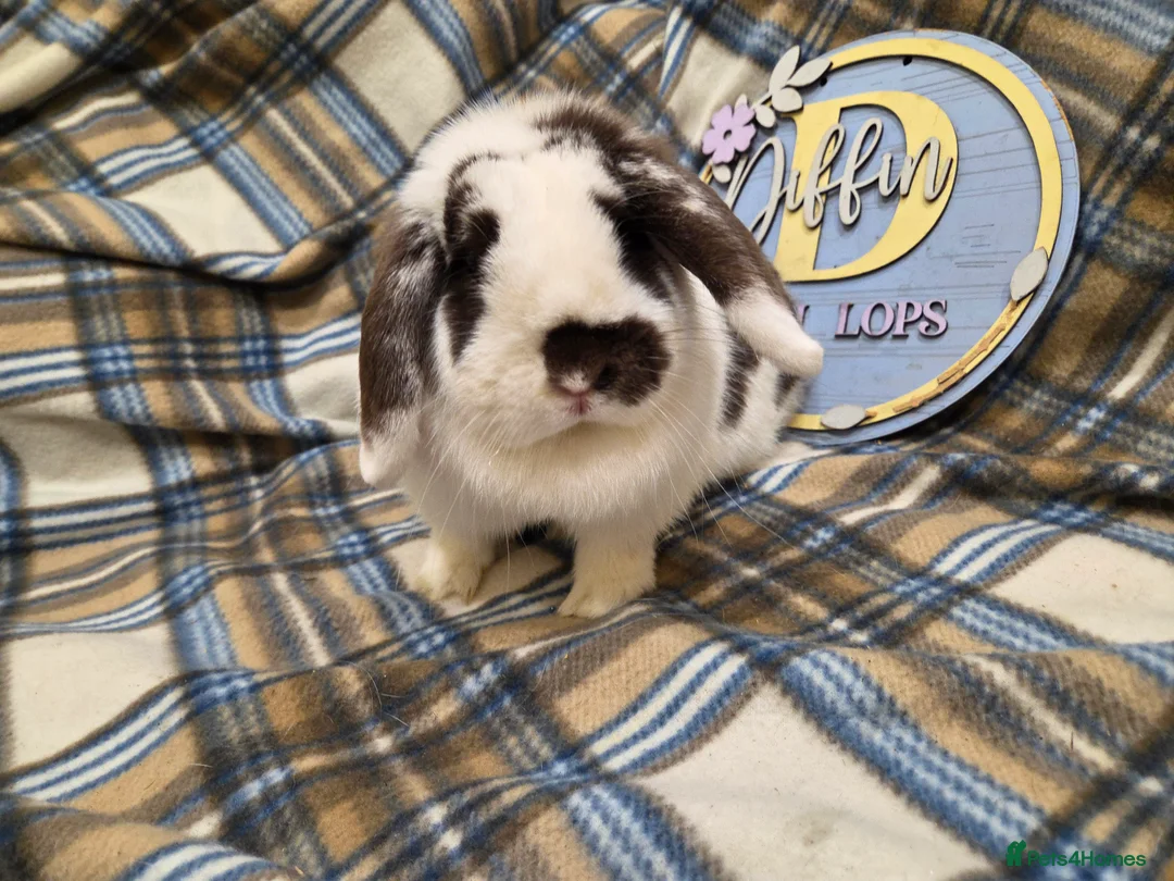 Mini Lion Lop rabbits for sale: Mini lop bunny - Advert 4