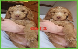Cockapoo dogs for sale: F1 standard show cockapoo  - Image 3