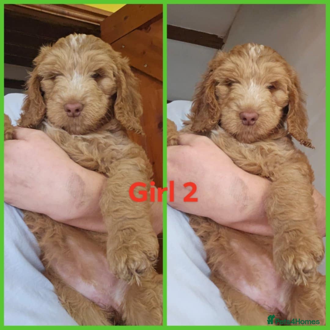 Cockapoo dogs for sale: F1 standard show cockapoo  - Image 3