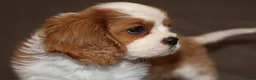 Cavalier King Charles Spaniel dogs for sale: Heart and health tested, KC registered. - Advert 21