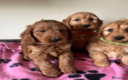 Cockapoo dogs for sale: Cockapoo puppies  - Image 4