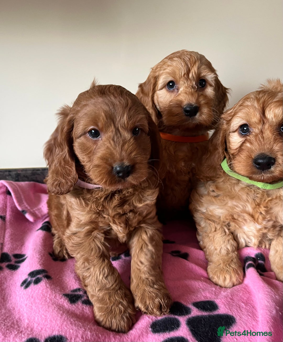 Cockapoo dogs for sale: Cockapoo puppies  - Image 4