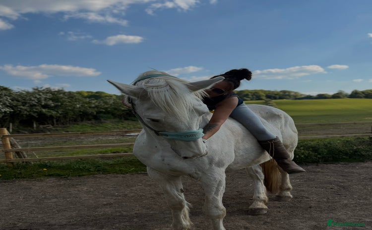 Irish Draught horses - Advert 2