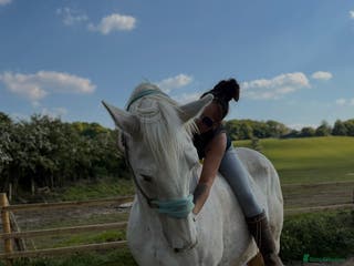 Irish Draught horses Gorgeous Grey Mare - Advert 2