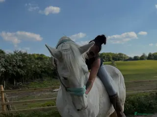 Irish Draught horses Gorgeous Grey Mare - Advert 14