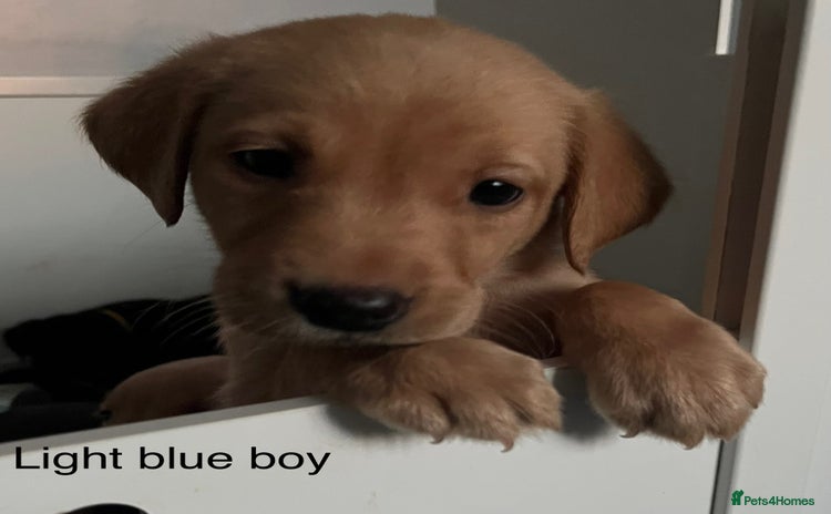 Labrador Retriever dogs - Advert 11
