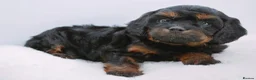 Cavapoo dogs for sale: Health Tested Black and Tan Cavapoos - Advert 10