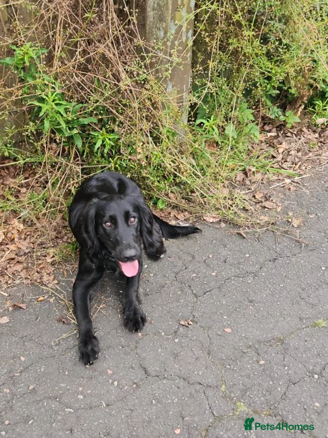 Cocker Spaniel dogs for stud: For stud. - Advert 2