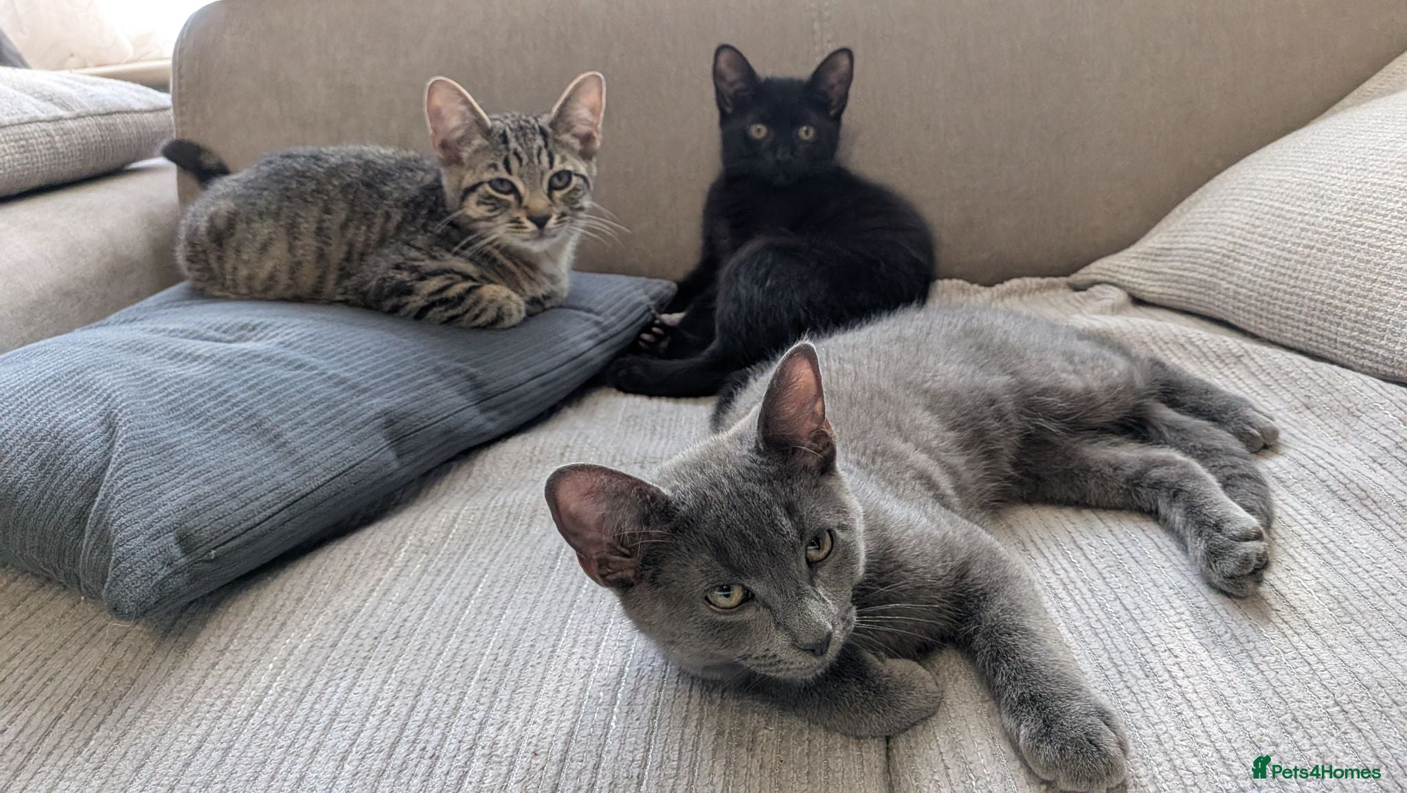 Mixed Breed cats Adorable Kittens Ready for Their Forever Homes! - Advert 1