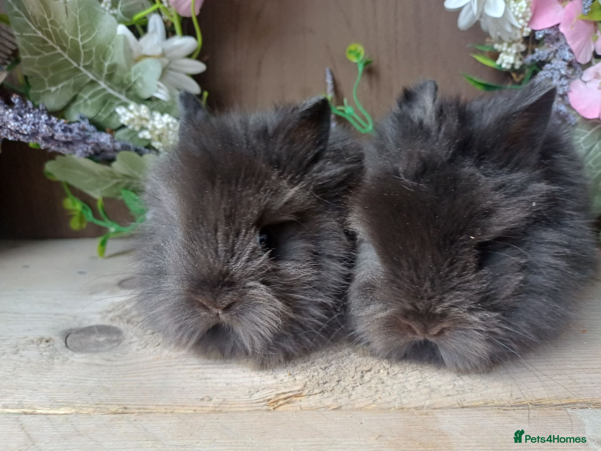 Lionhead rabbits Lionhead babies. 5weeks old - Advert 2