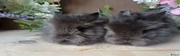 Lionhead rabbits for sale: Lionhead babies. 5weeks old - Advert 2
