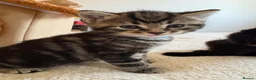 Mixed Breed cats for sale: Maine Coon mix kittens for sale - Advert 5