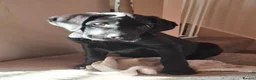 Labrador Retriever dogs for sale: Beautiful Black Labrador Pups - Advert 9