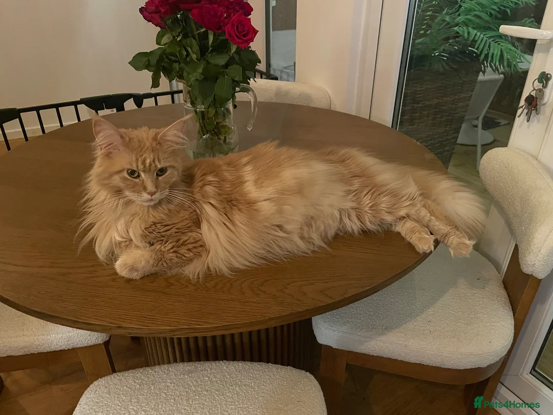 Maine Coon cats for sale: Adorable Maine Coon Kittens  - Advert 2