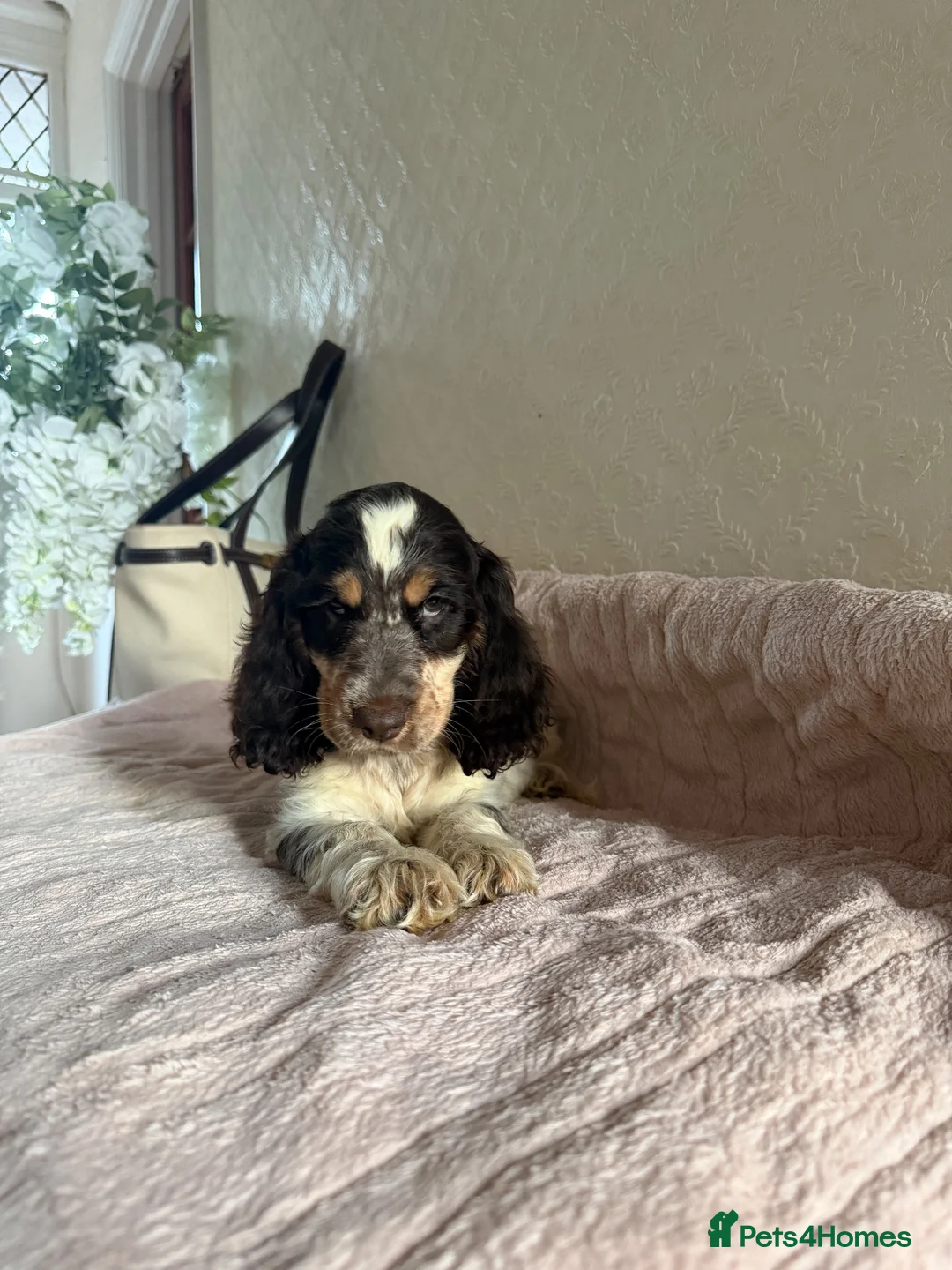 Cocker Spaniel dogs for sale: KC Ticked Show type cocker Spaniel READY NOW  - Advert 31