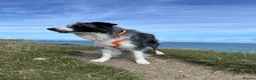 Border Collie dogs for stud: Border Collie Male for Stud in Basingstoke - Advert 1