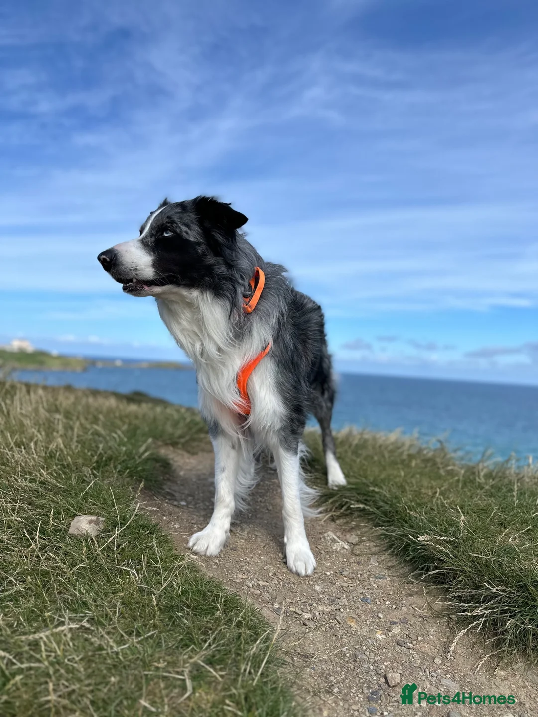 Border Collie dogs for stud: Border Collie Male for Stud in Basingstoke - Advert 1