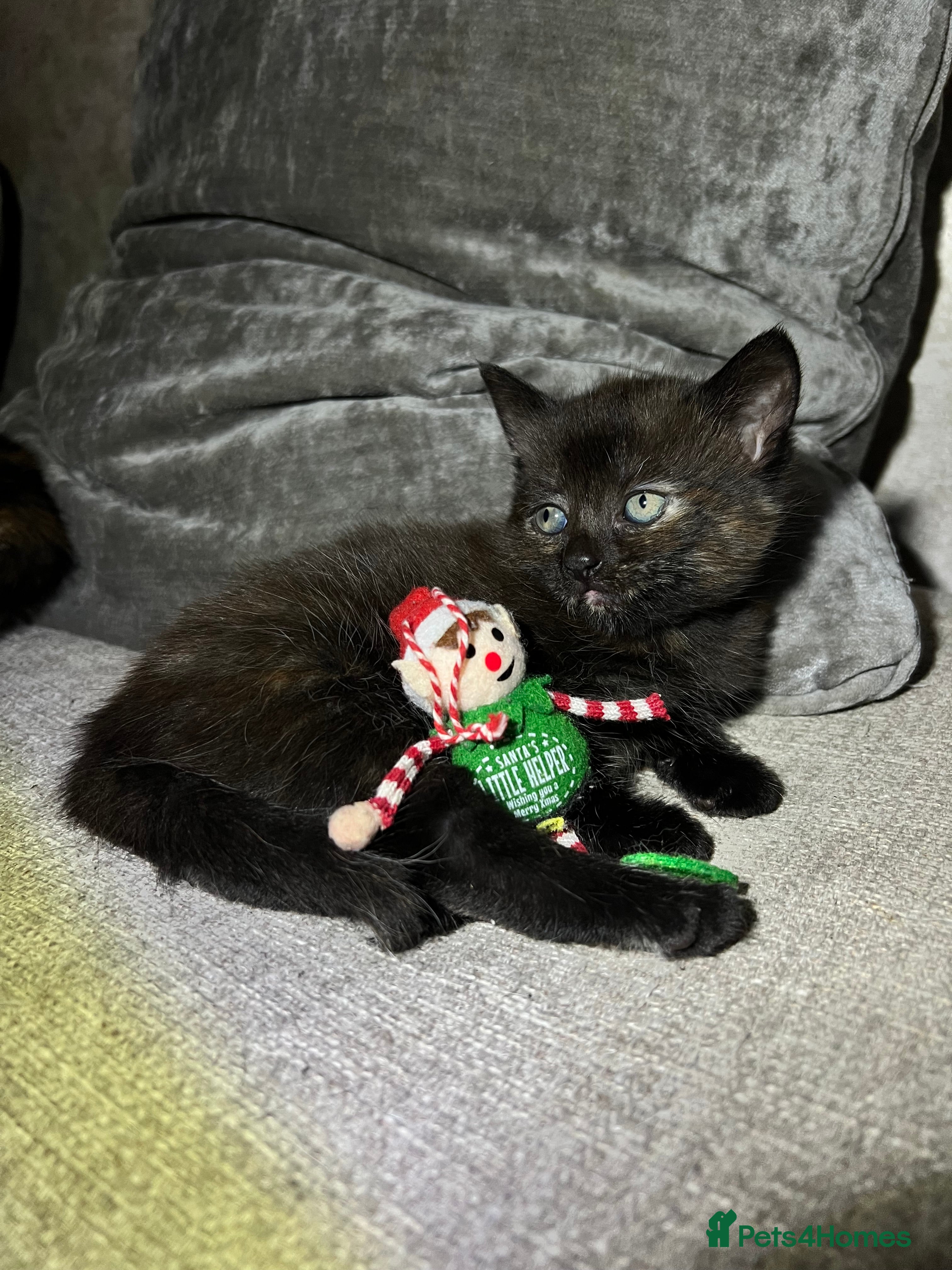 Mixed Breed cats 2 Adorable Kittens - Advert 13