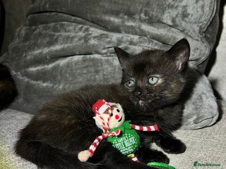 Mixed Breed cats 2 Adorable Kittens - Advert 5