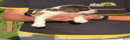 English Springer Spaniel dogs for sale: English Springer Spaniel puppies for sale. - Advert 15