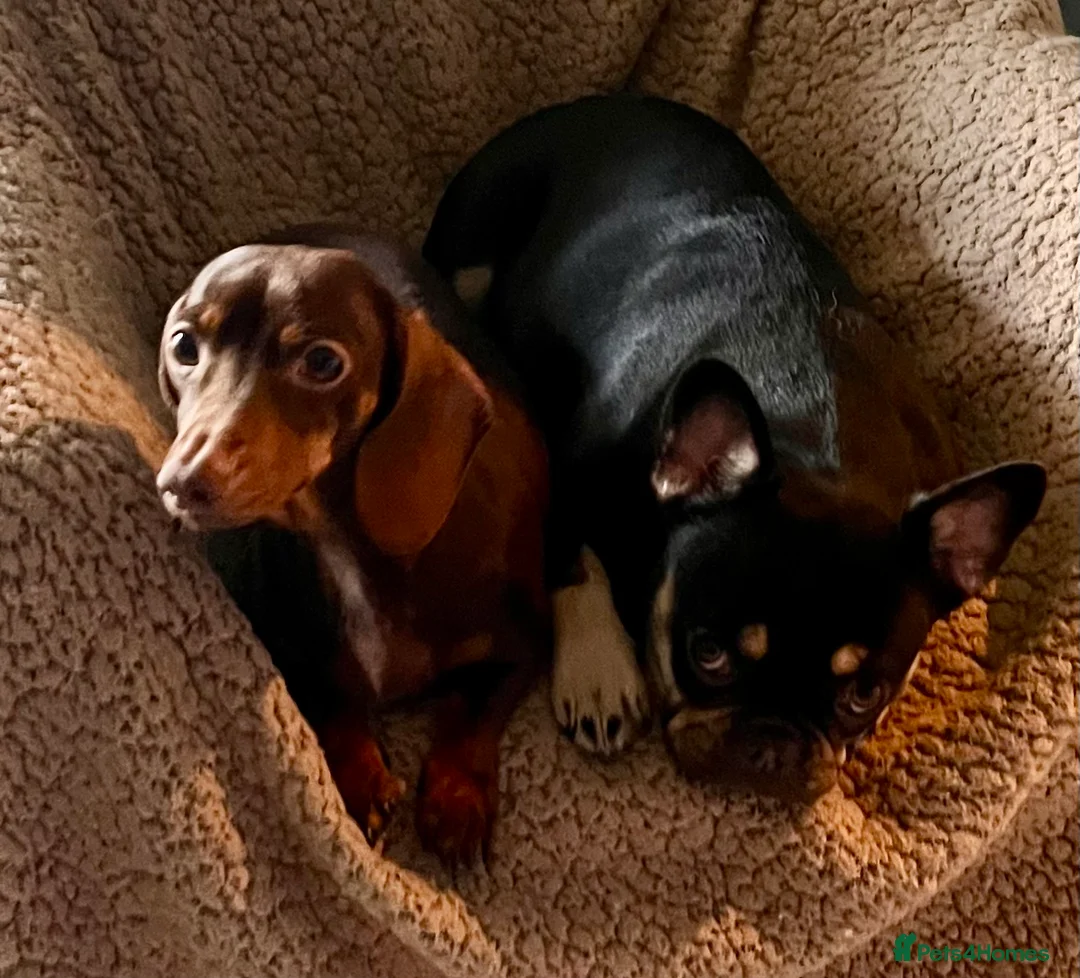 French Bulldog dogs for sale: Beautiful chocolate and tan girl  - Advert 2