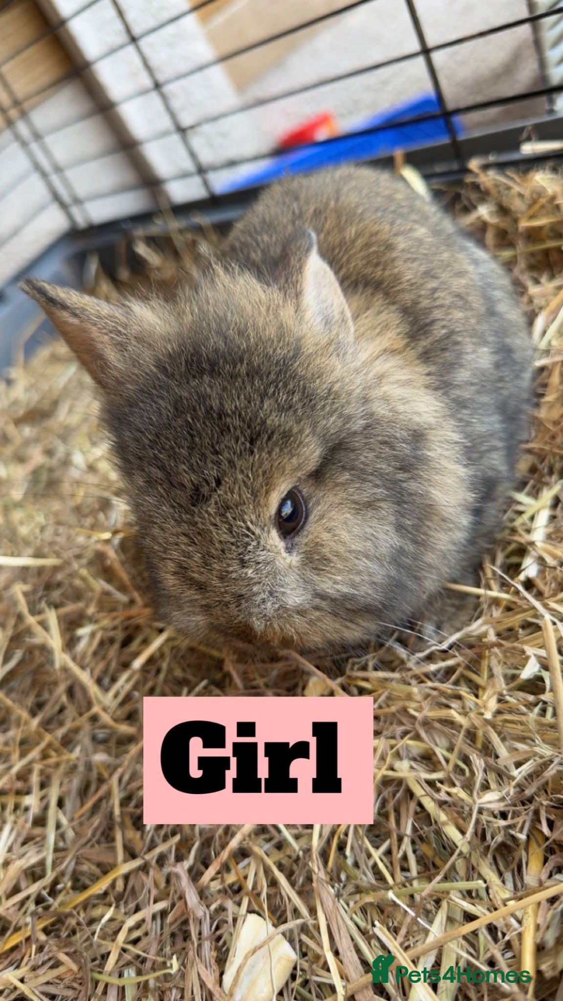 Netherland Dwarf rabbits  Netherland dwarf x lion head BABY rabbits 🐰  - Advert 2
