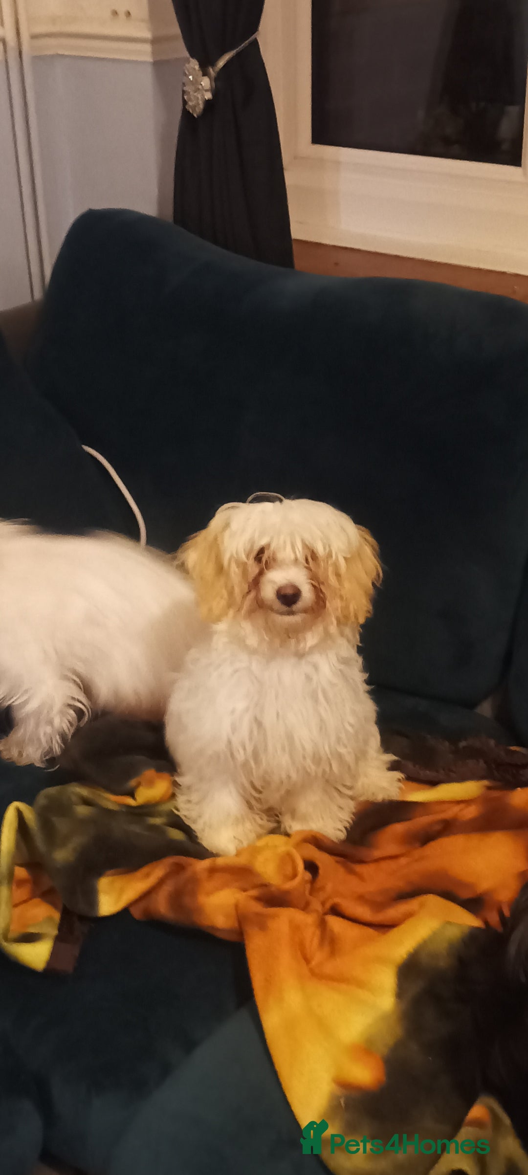 Maltipoo dogs for sale: Beautiful Maltipoo puppies  - Advert 13