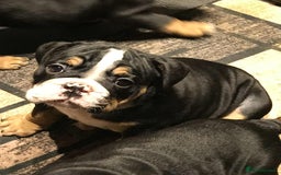Olde English Bulldogge dogs for sale: Olde english bulldogge puppies  - Advert 18