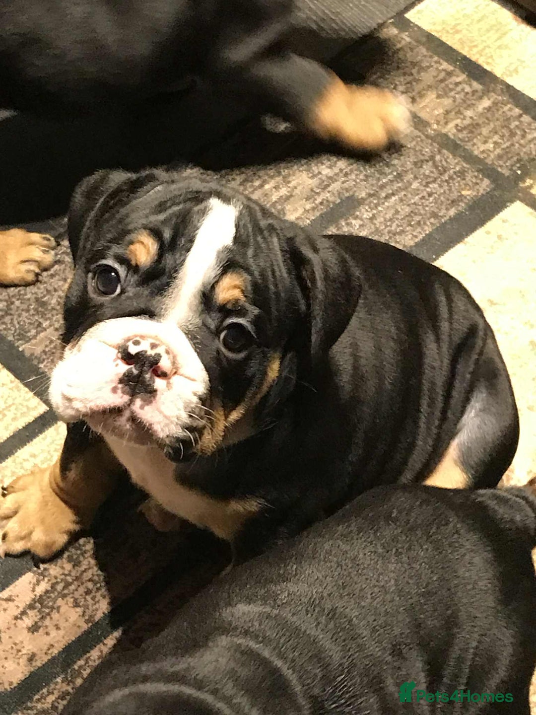 Olde English Bulldogge dogs for sale: Olde english bulldogge puppies  - Advert 18