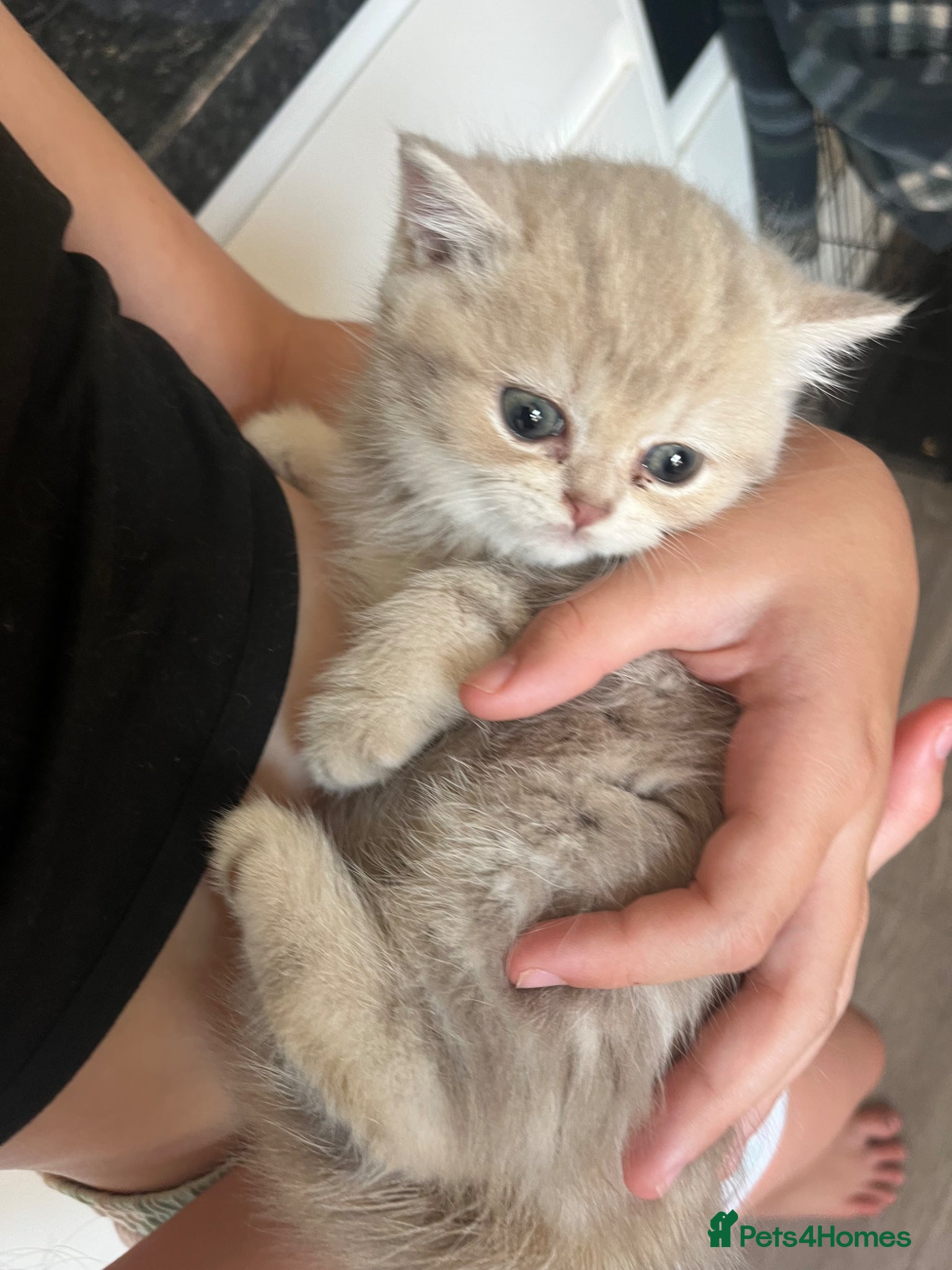 British Shorthair cats Gorgeous male British Shorthair kitten  - Advert 13