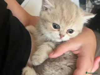 British Shorthair cats Gorgeous male British Shorthair kitten - Advert 13