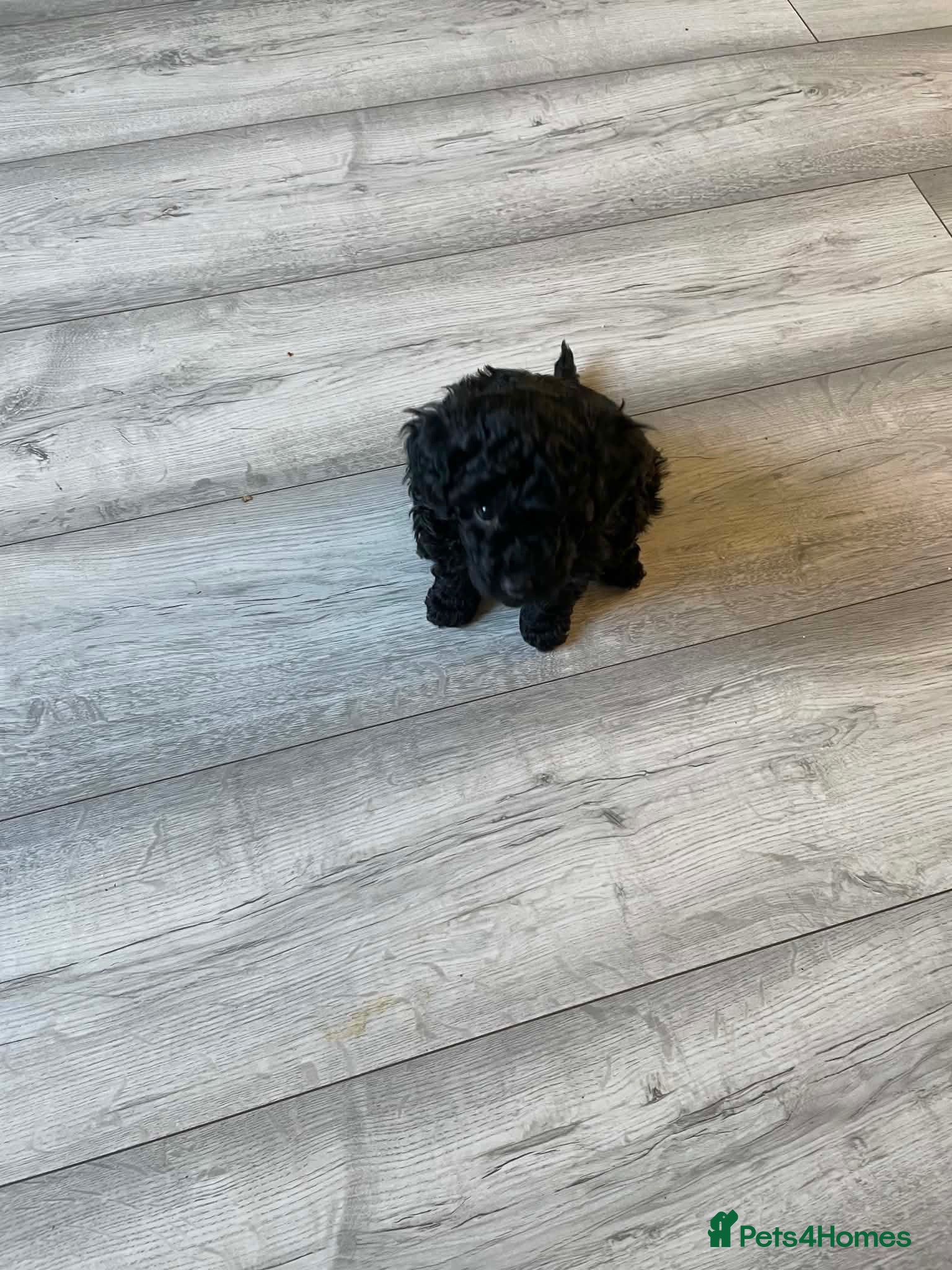 Toy Poodle dogs Toy Poodle Dog  - Advert 6