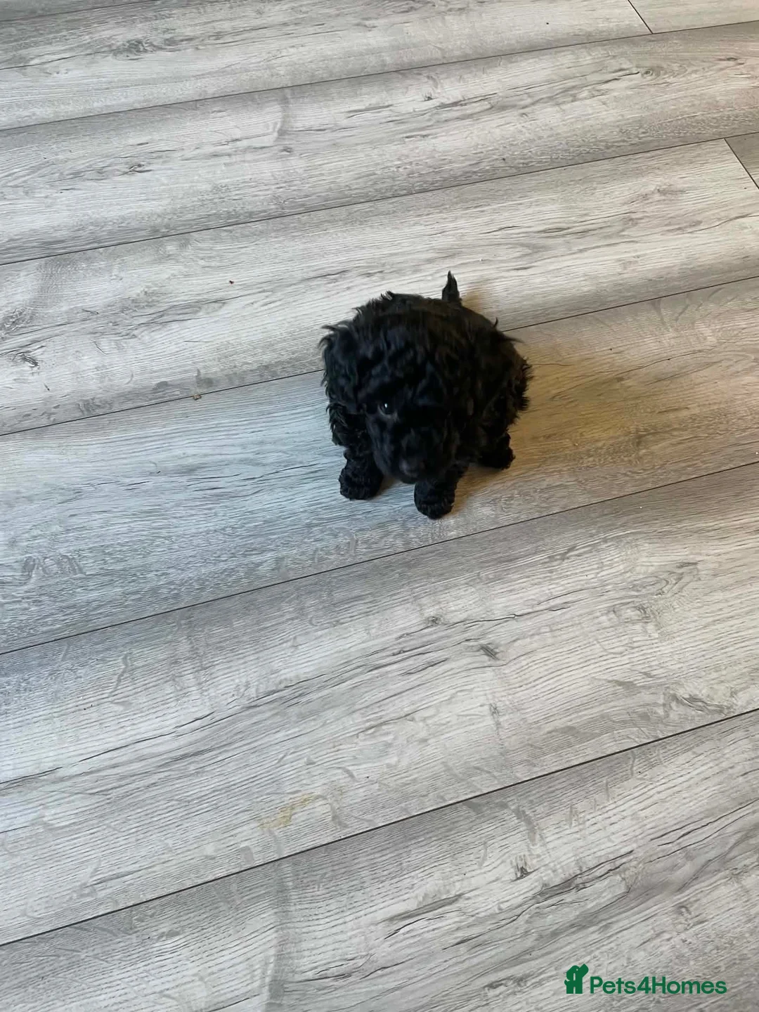Toy Poodle dogs for sale: Toy Poodle Dog  in Frome - Advert 1