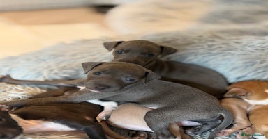 Italian Greyhound dogs - Advert 4