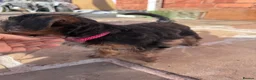 Yorkshire Terrier dogs for sale: Yorkshire Terrier Puppies 10 Weeks  - Advert 10
