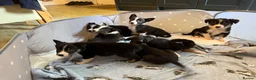 Border Collie dogs for sale: Border collie puppies  - Advert 4