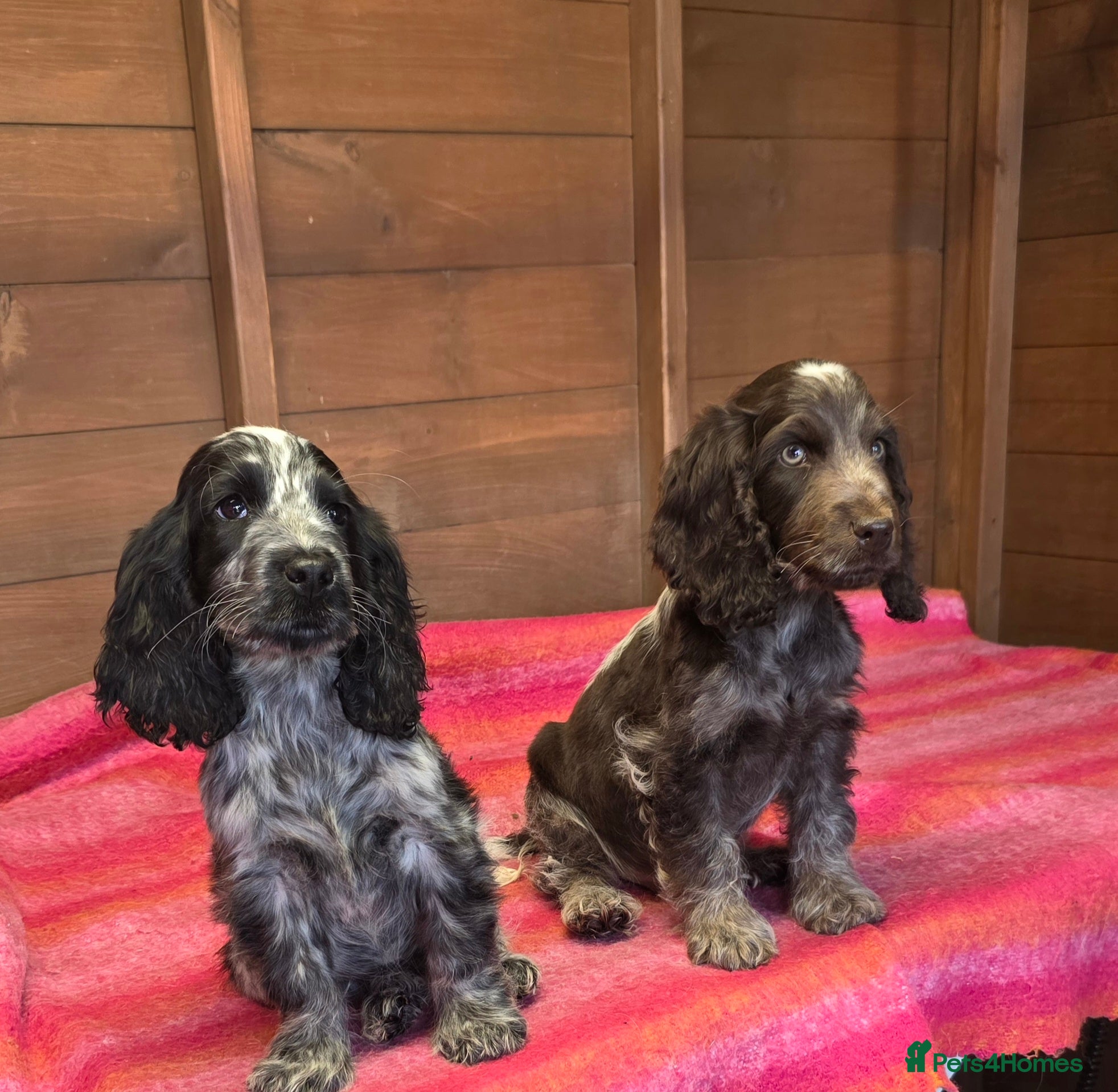 Cocker Spaniel dogs  Kc reg show cocker ready to leave  - Advert 4