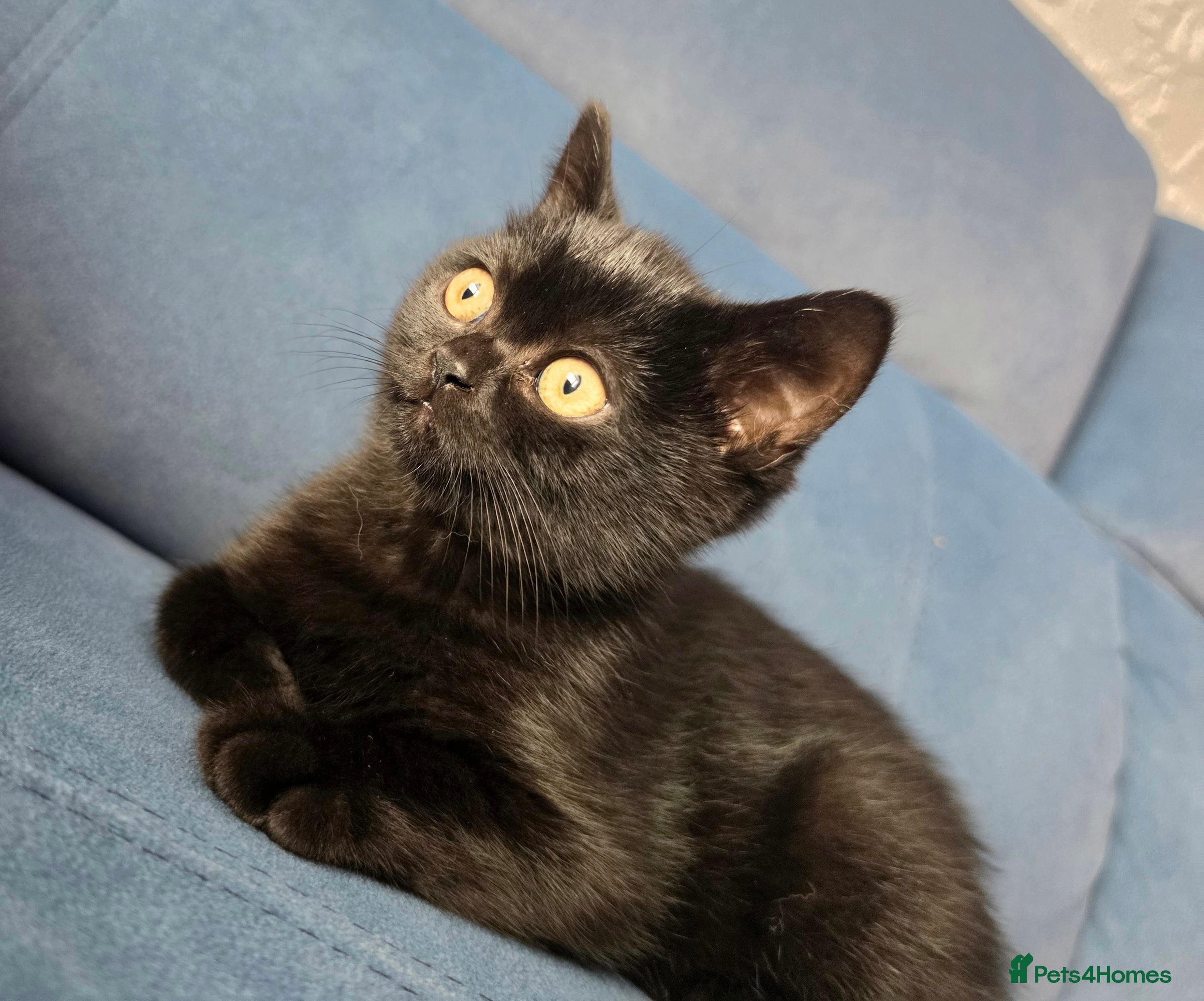 British Shorthair cats British Shorthair - Ready to leave - Advert 1