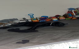 Mixed Breed dogs for sale: My Odi - Advert 1