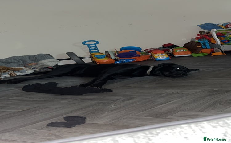 Mixed Breed dogs My Odi - Advert 5