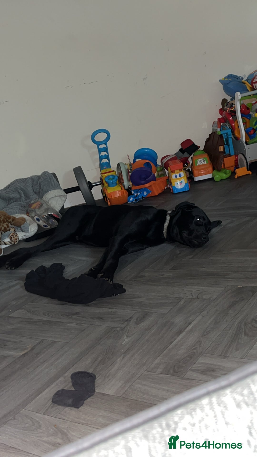 Mixed Breed dogs for sale: My Odi - Advert 1