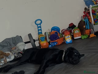 Mixed Breed dogs for sale: My Odi - Advert 1