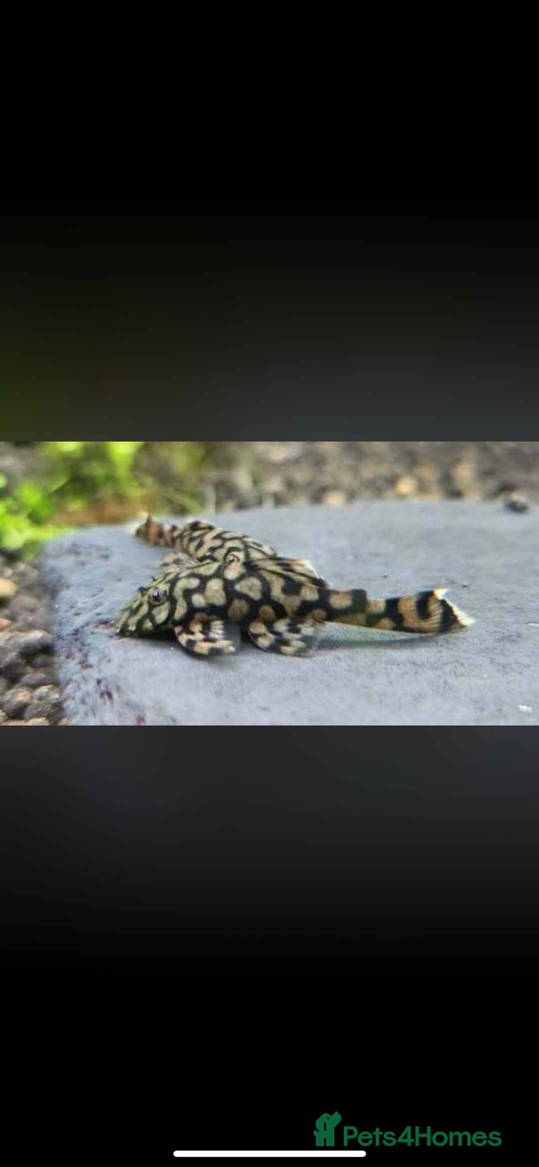 Plecos fish for sale: L519 Honeycomb Plecos  - Advert 11