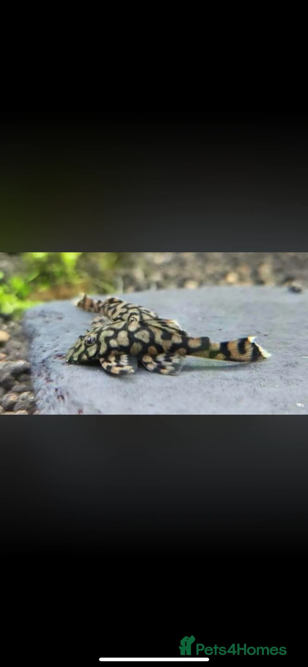 Plecos fish for sale: L519 Honeycomb Plecos  - Advert 11
